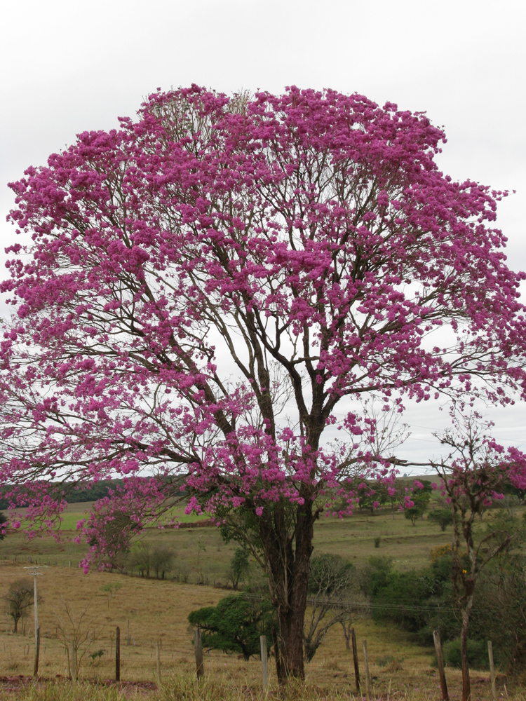 Handroanthus impetiginosus (Mart. ex DC.) Mattos – Ipê-roxo