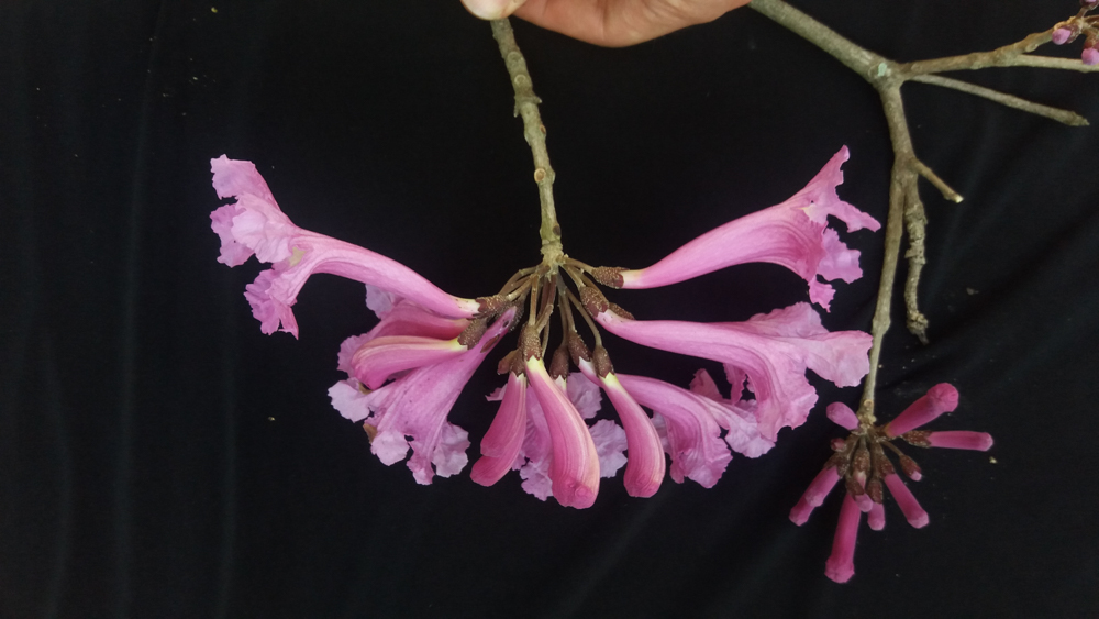 Handroanthus impetiginosus (Mart. ex DC.) Mattos – Ipê-roxo