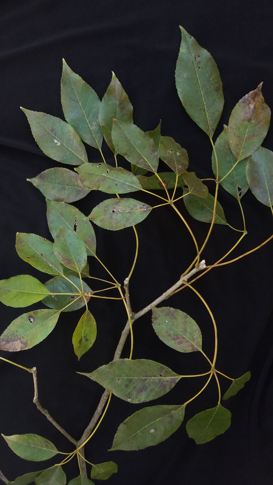 Handroanthus impetiginosus (Mart. ex DC.) Mattos – Ipê-roxo