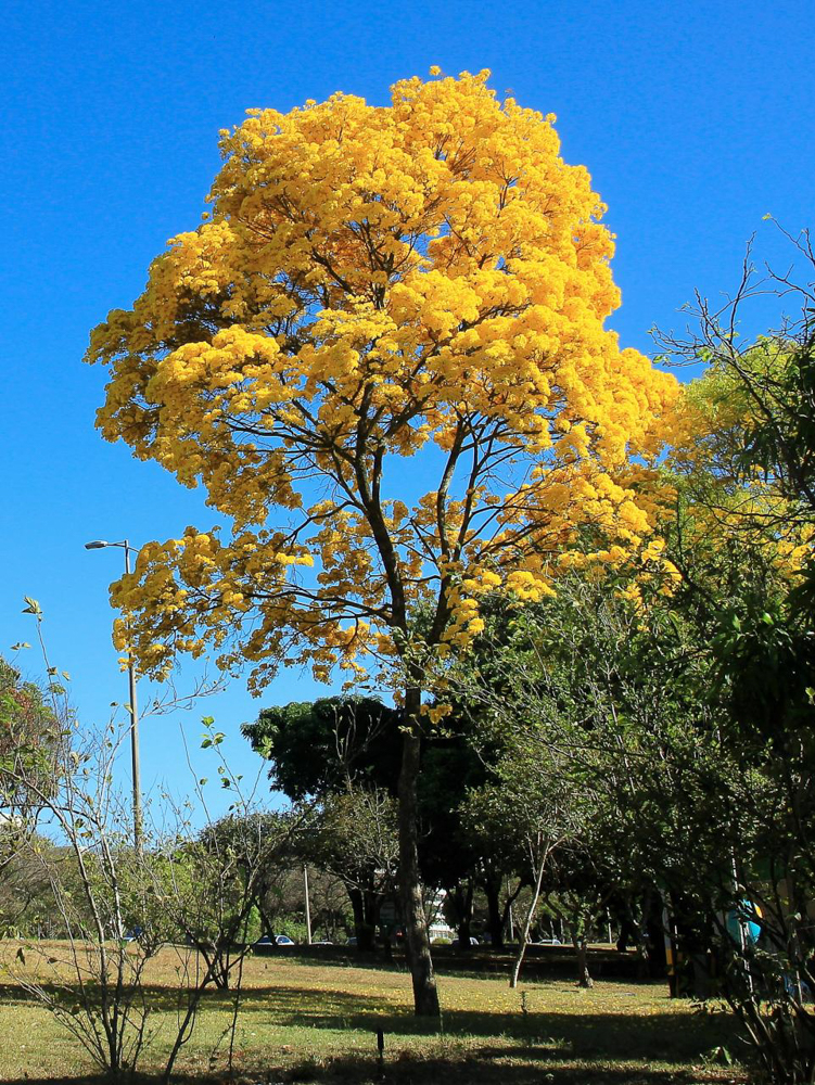 Handroanthus serratifolius (Vahl) S.Grose – Ipê-amarelo-da-mata