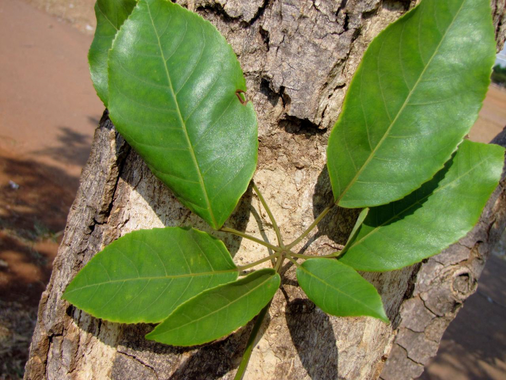 Handroanthus serratifolius (Vahl) S.Grose – Ipê-amarelo-da-mata