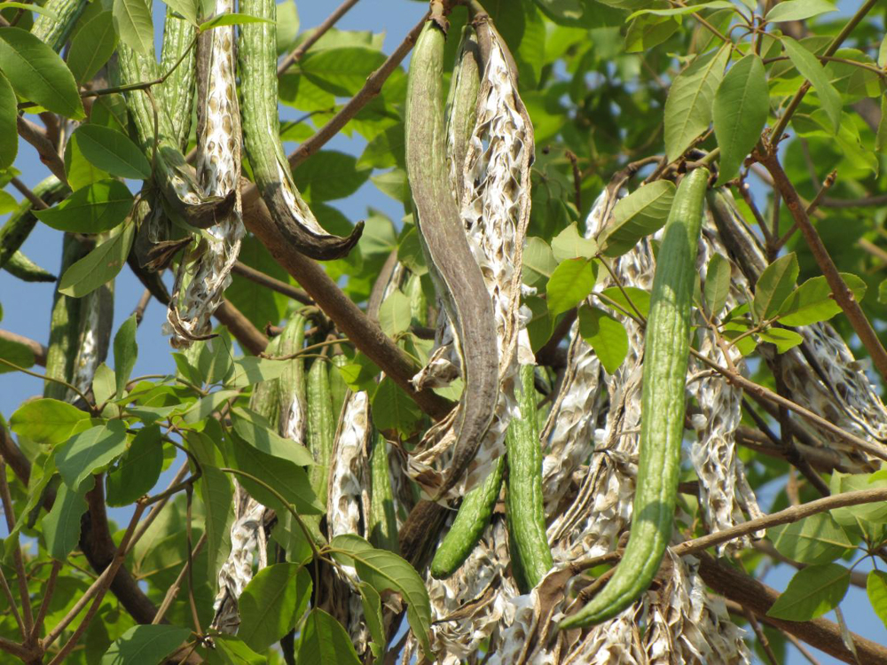 Handroanthus serratifolius (Vahl) S.Grose – Ipê-amarelo-da-mata
