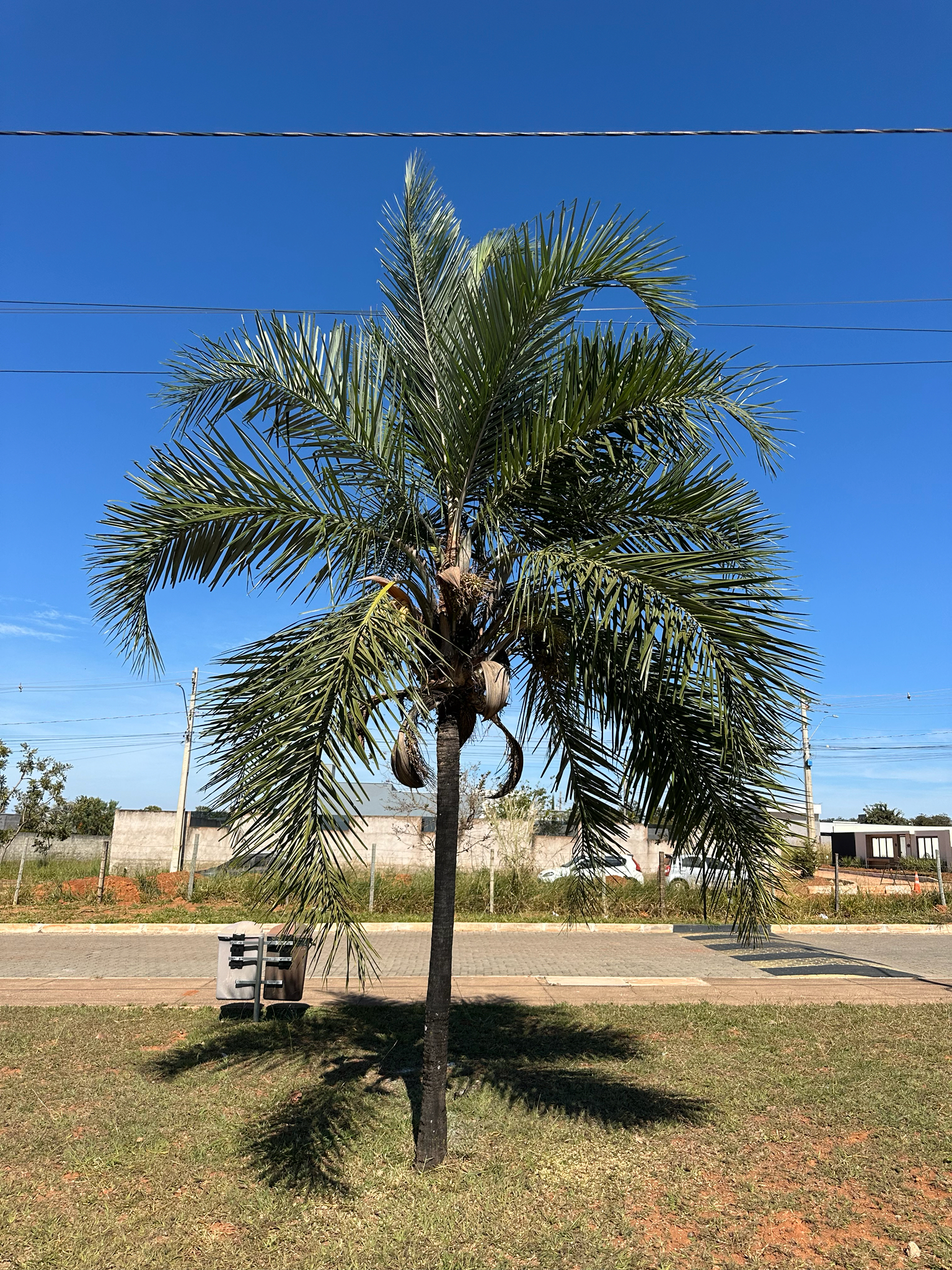 Syagrus oleracea (Mart.) Becc. – Guariroba, Gueroba