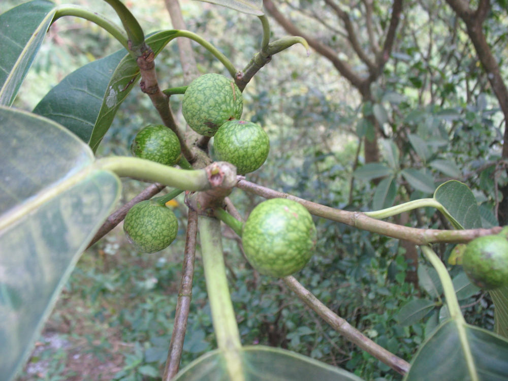 Ficus adhatodifolia Schott in Spreng. – Gameleira