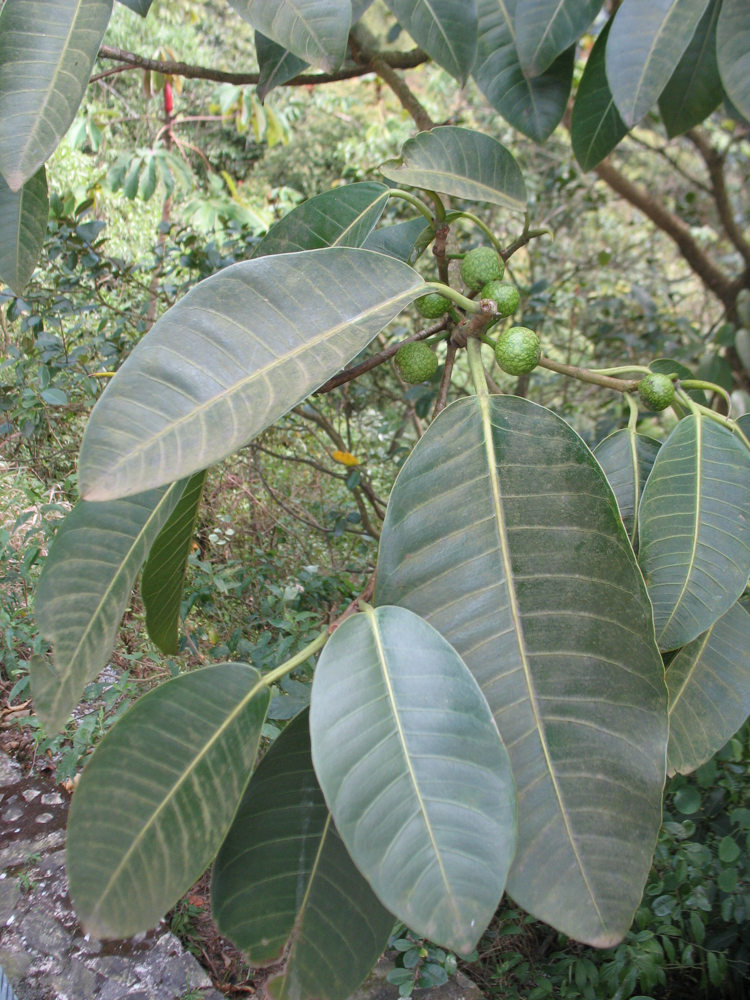 Ficus adhatodifolia Schott in Spreng. – Gameleira