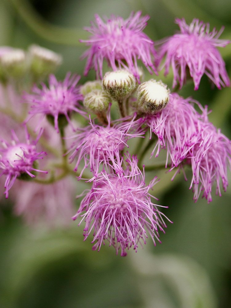 Trichogonia prancei G.M.Barroso – Flor-do-ET