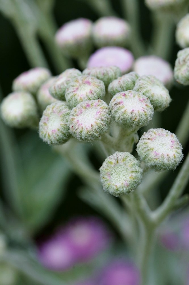 Trichogonia prancei G.M.Barroso – Flor-do-ET