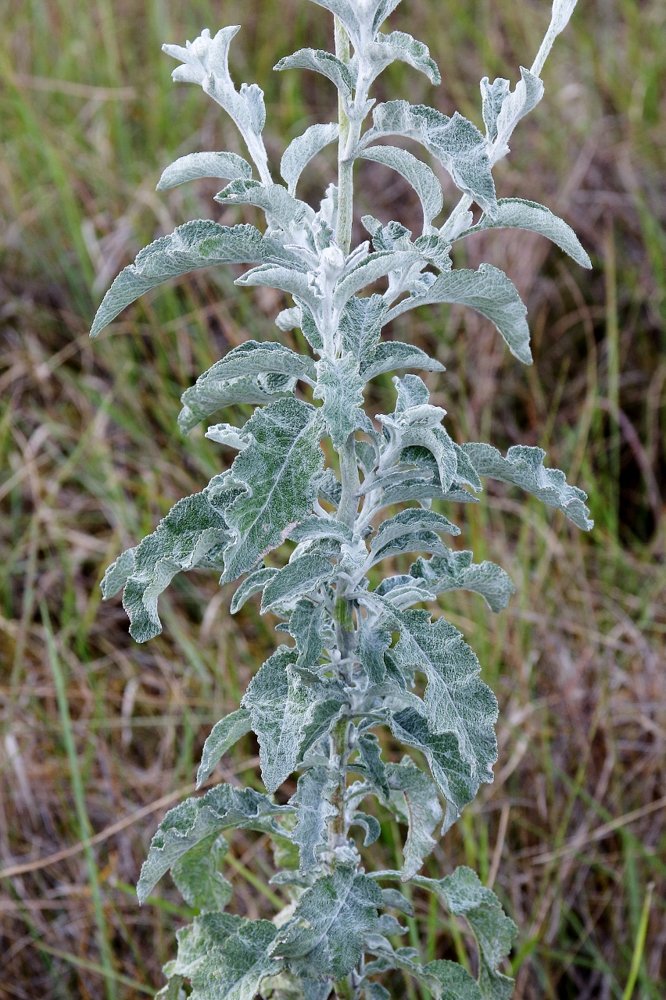 Trichogonia prancei G.M.Barroso – Flor-do-ET