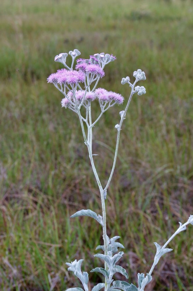 Trichogonia prancei G.M.Barroso – Flor-do-ET