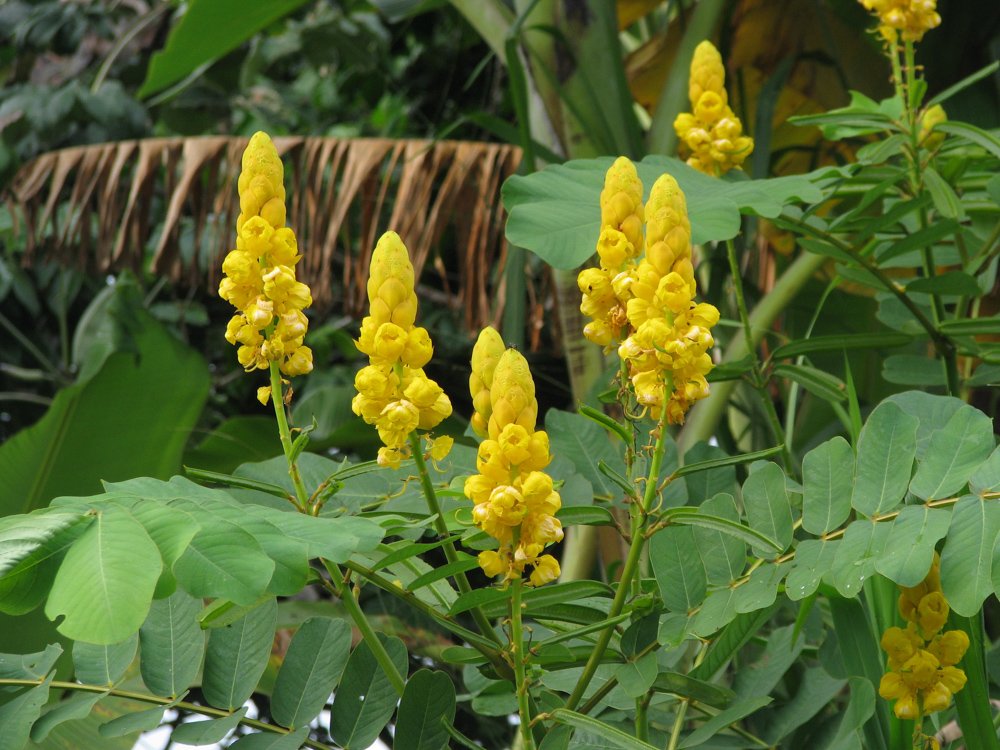 Senna alata (L.) Roxb. – Fedegosão