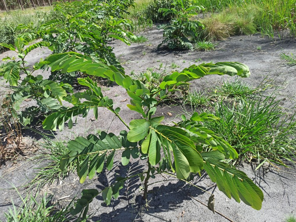 Senna alata (L.) Roxb. – Fedegosão