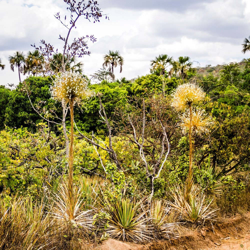Paepalanthus chiquitensis Herzog – Chuveirinho, Sempre-viva