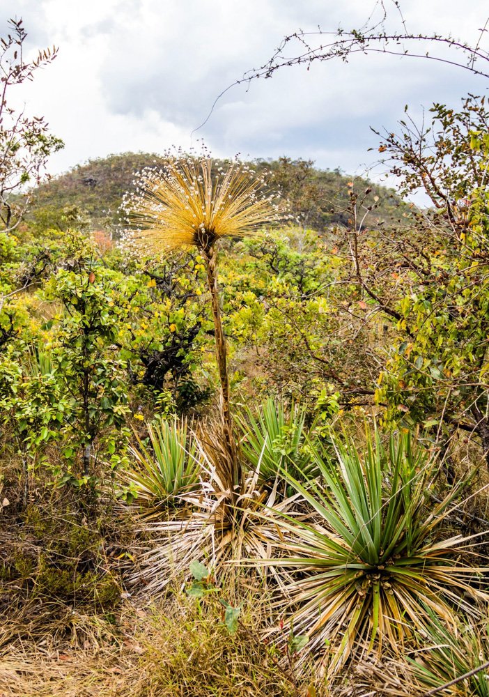 Paepalanthus chiquitensis Herzog – Chuveirinho, Sempre-viva
