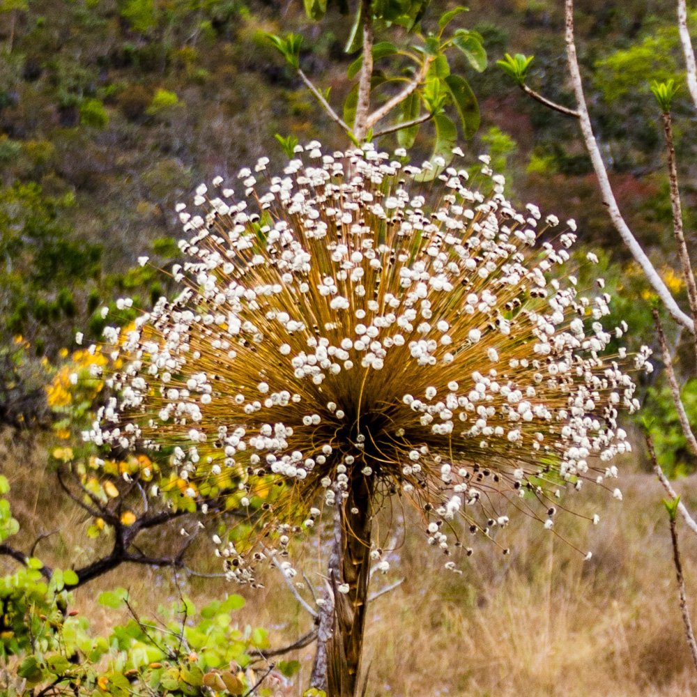 Paepalanthus chiquitensis Herzog – Chuveirinho, Sempre-viva