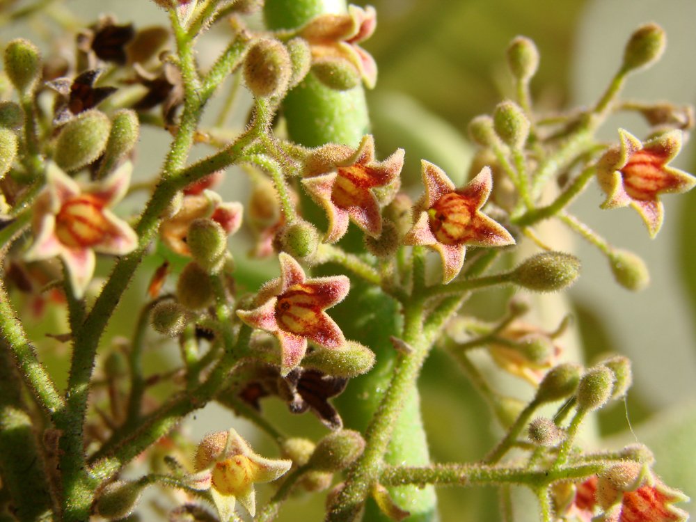 Sterculia striata A.St.-Hil. & Naudin – Chichá
