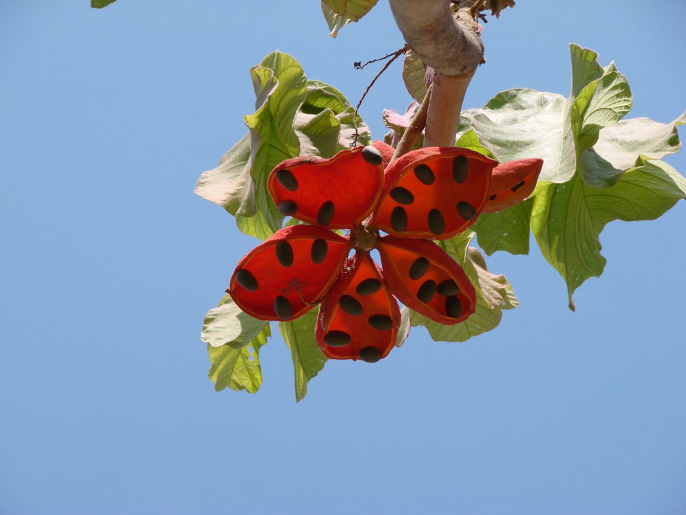 Sterculia striata A.St.-Hil. & Naudin – Chichá