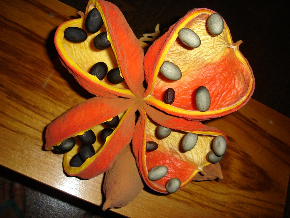 Sterculia striata A.St.-Hil. & Naudin – Chichá