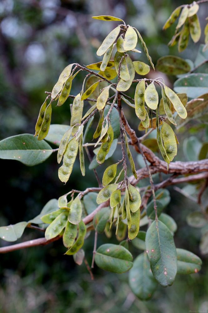 Leptolobium dasycarpum Vogel – Chapada, Unha-d’anta