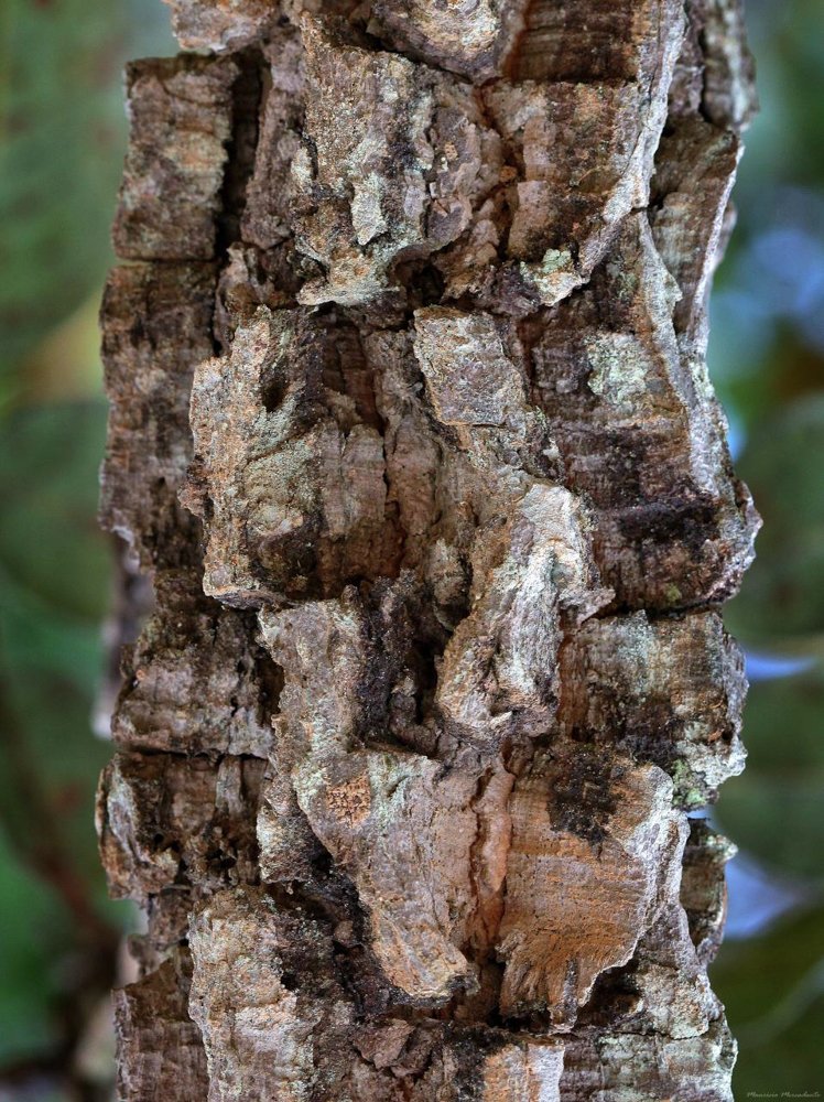 Leptolobium dasycarpum Vogel – Chapada, Unha-d’anta
