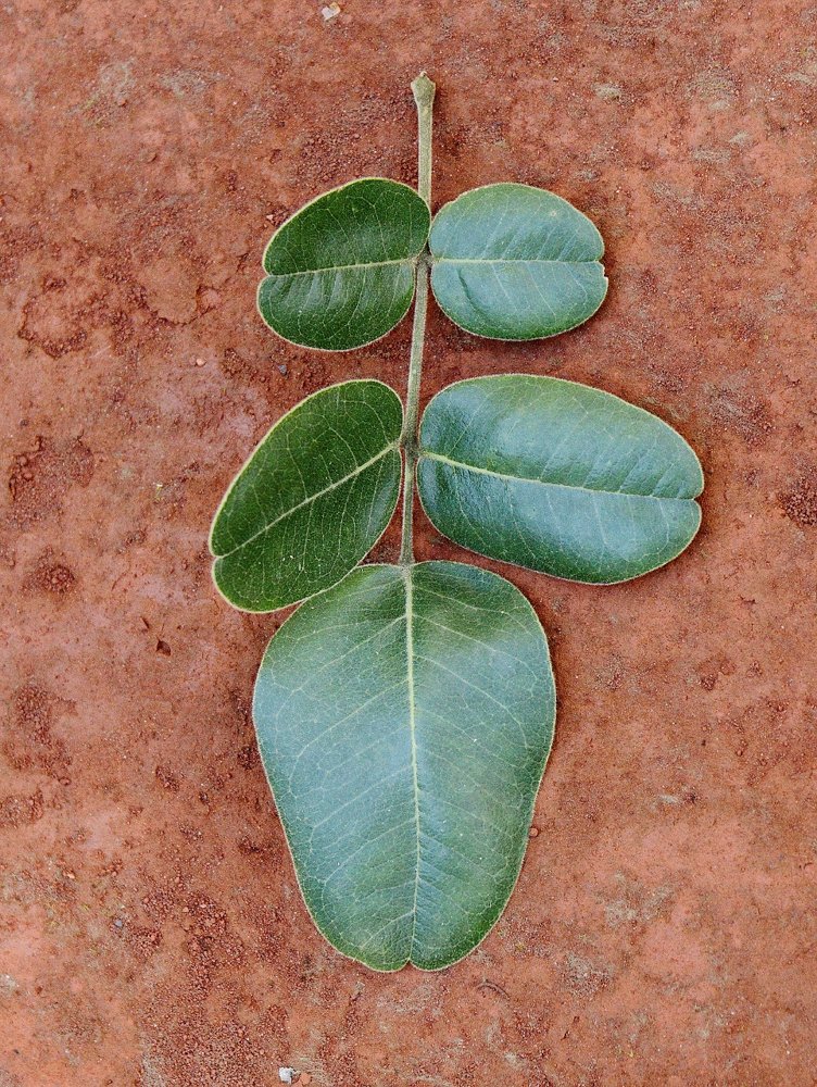 Leptolobium dasycarpum Vogel – Chapada, Unha-d’anta