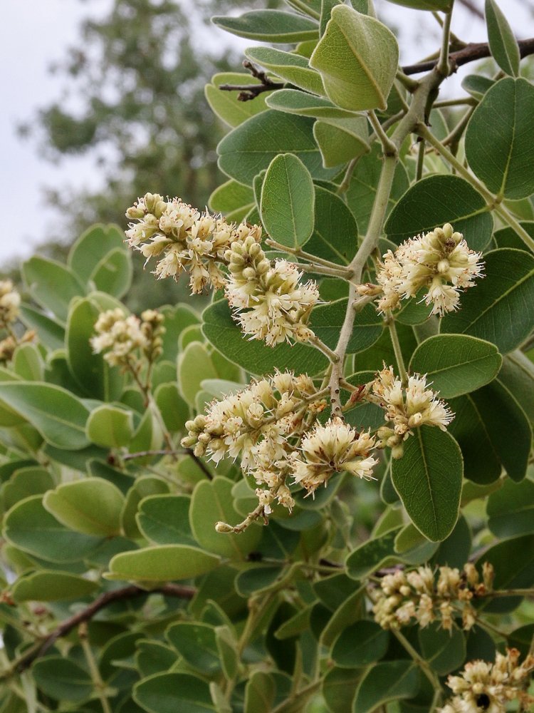 Leptolobium dasycarpum Vogel – Chapada, Unha-d’anta