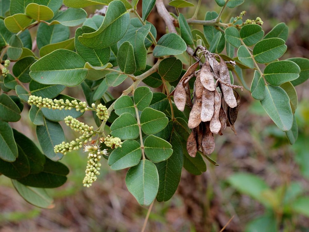 Leptolobium dasycarpum Vogel – Chapada, Unha-d’anta