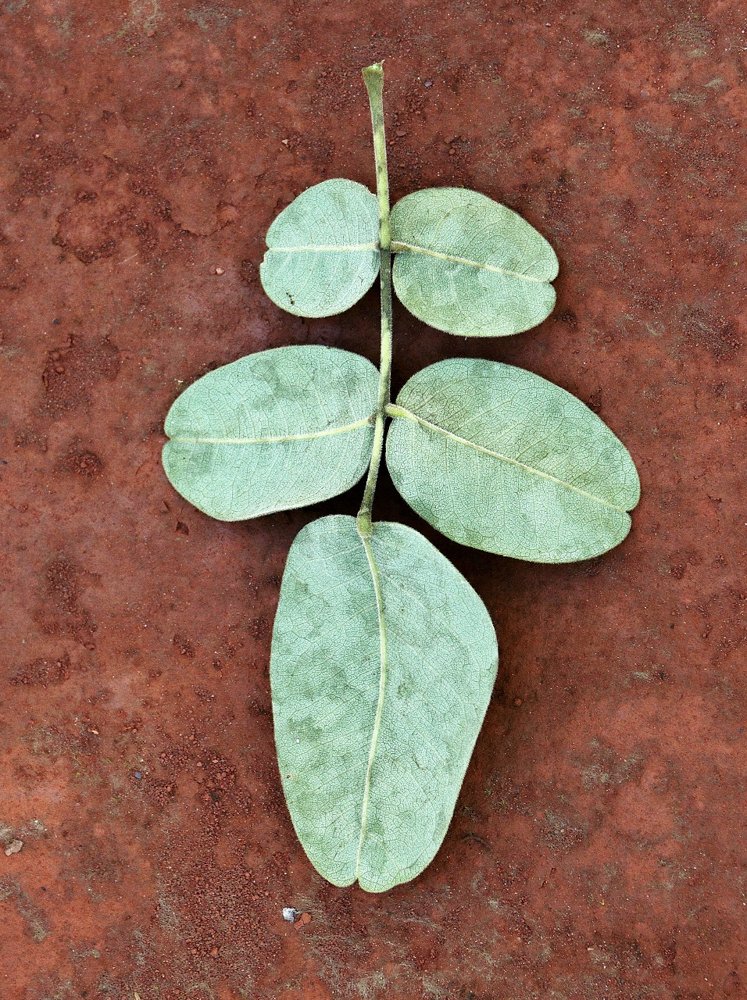 Leptolobium dasycarpum Vogel – Chapada, Unha-d’anta
