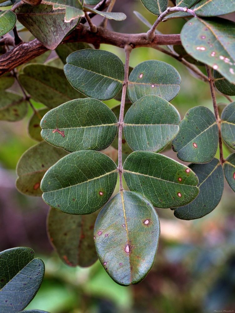 Leptolobium dasycarpum Vogel – Chapada, Unha-d’anta