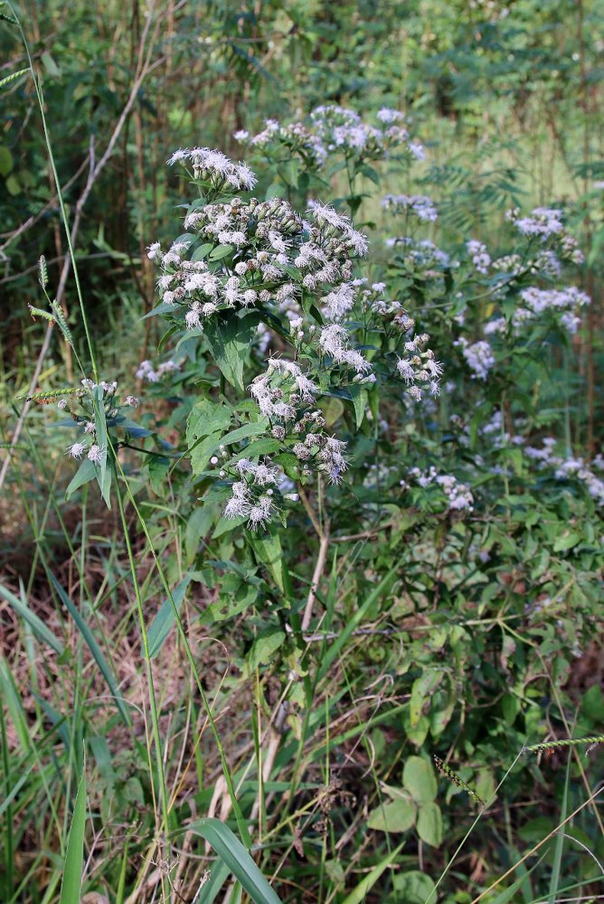 Chromolaena maximiliani (Schrad. ex DC.) R.M.King & H.Rob. – Casadinha