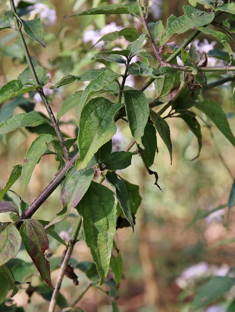 Chromolaena maximiliani (Schrad. ex DC.) R.M.King & H.Rob. – Casadinha