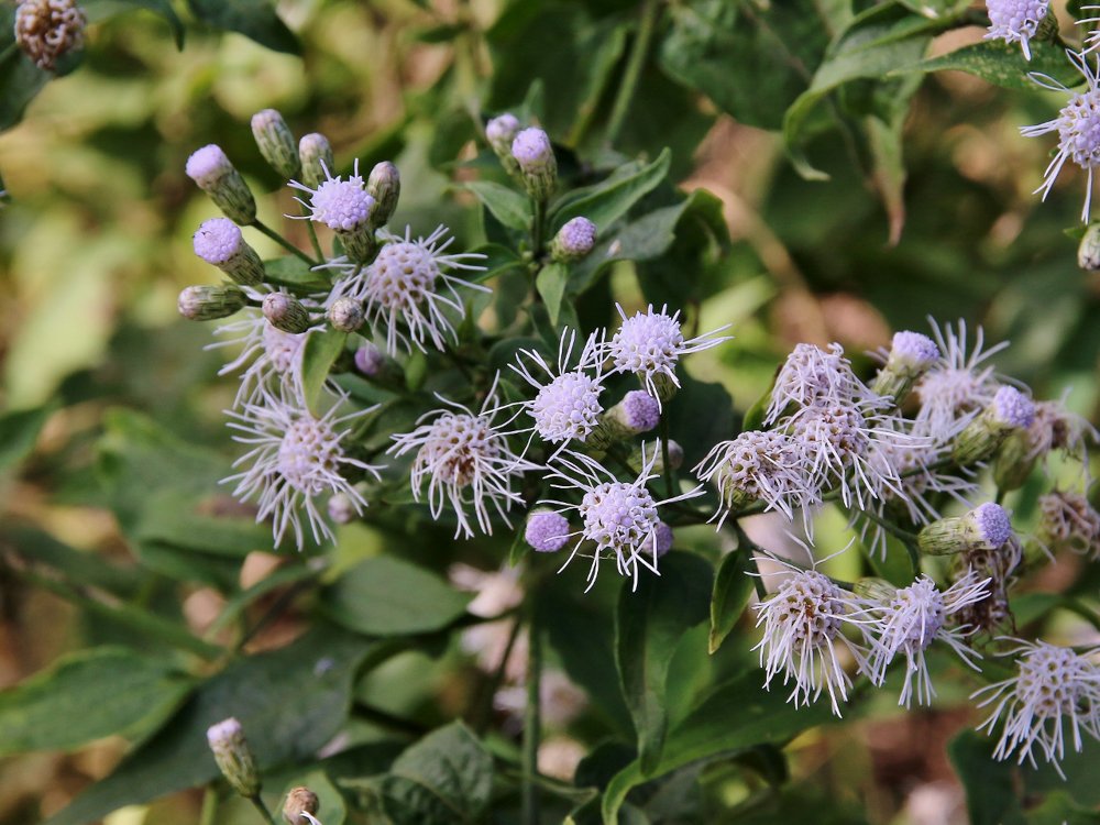 Chromolaena maximiliani (Schrad. ex DC.) R.M.King & H.Rob. – Casadinha