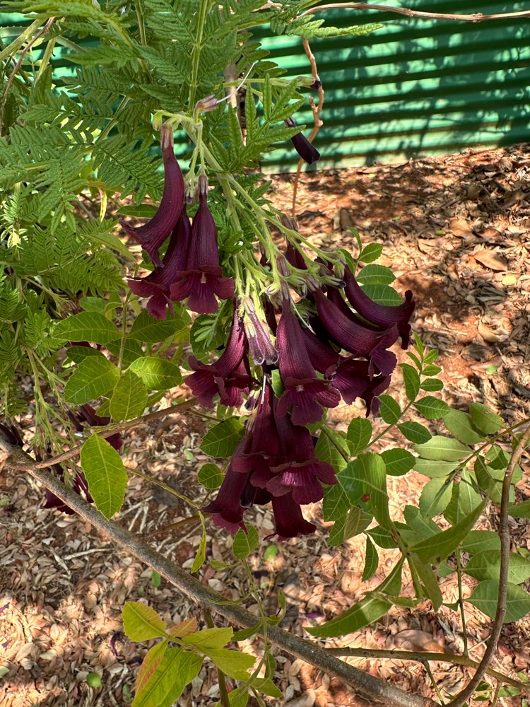 Jacaranda ulei Bureau & K.Schum. – Carobinha