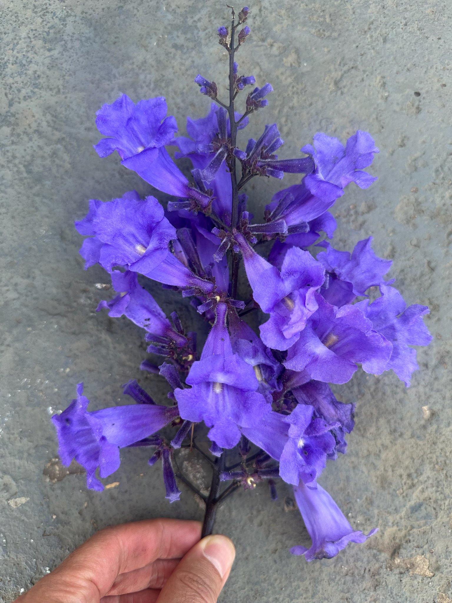 Jacaranda brasiliana (Lam.) Pers. – Caroba