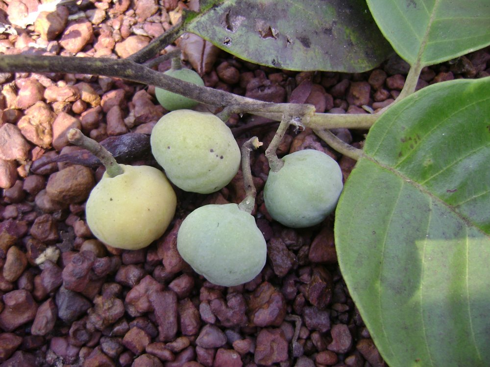 Emmotum nitens (Benth.) Miers – Carne-de-vaca, Sôbre