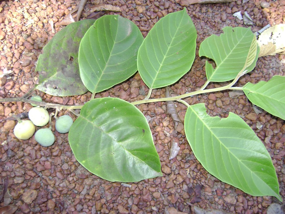 Emmotum nitens (Benth.) Miers – Carne-de-vaca, Sôbre