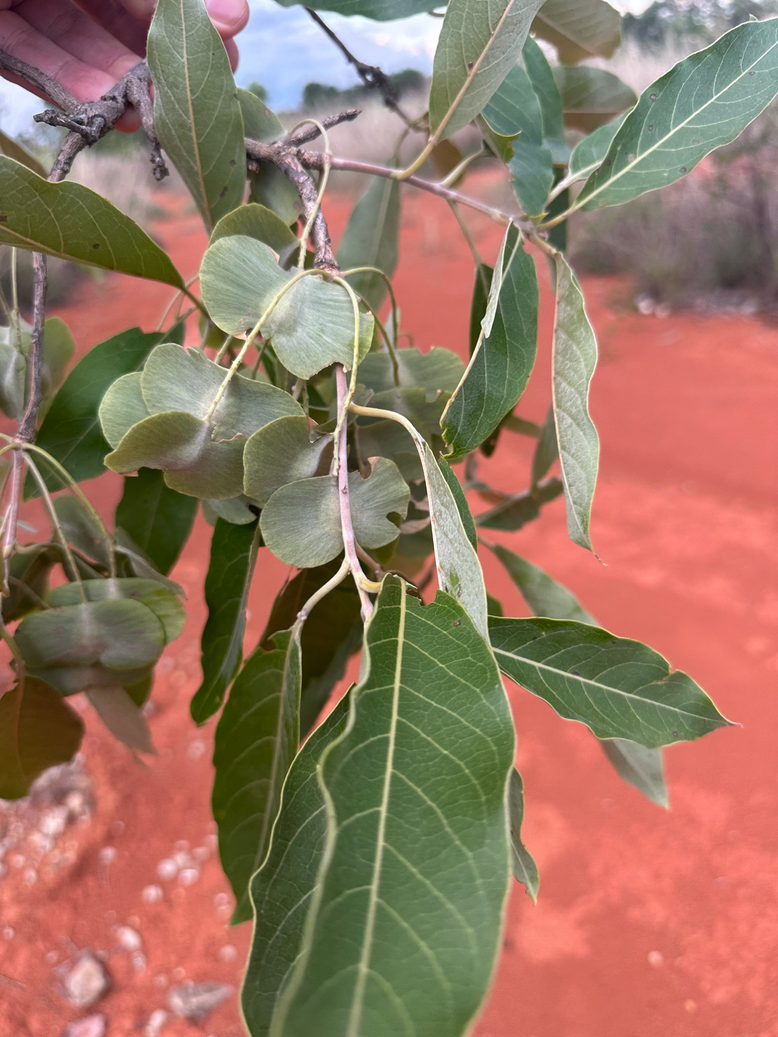Terminalia argentea Mart. & Zucc. – Capitão-da-mata, Maria-preta