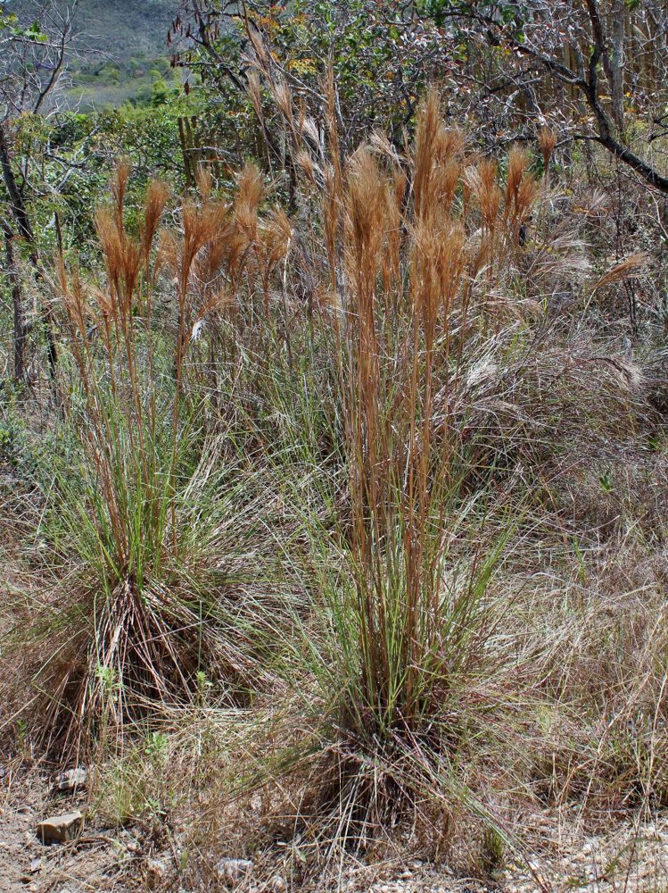 Andropogon bicornis L. – Capim-vassoura
