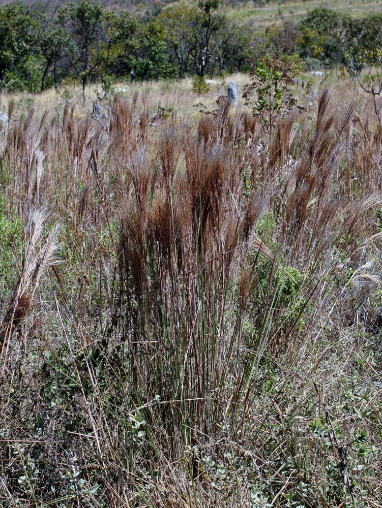 Andropogon bicornis L. – Capim-vassoura