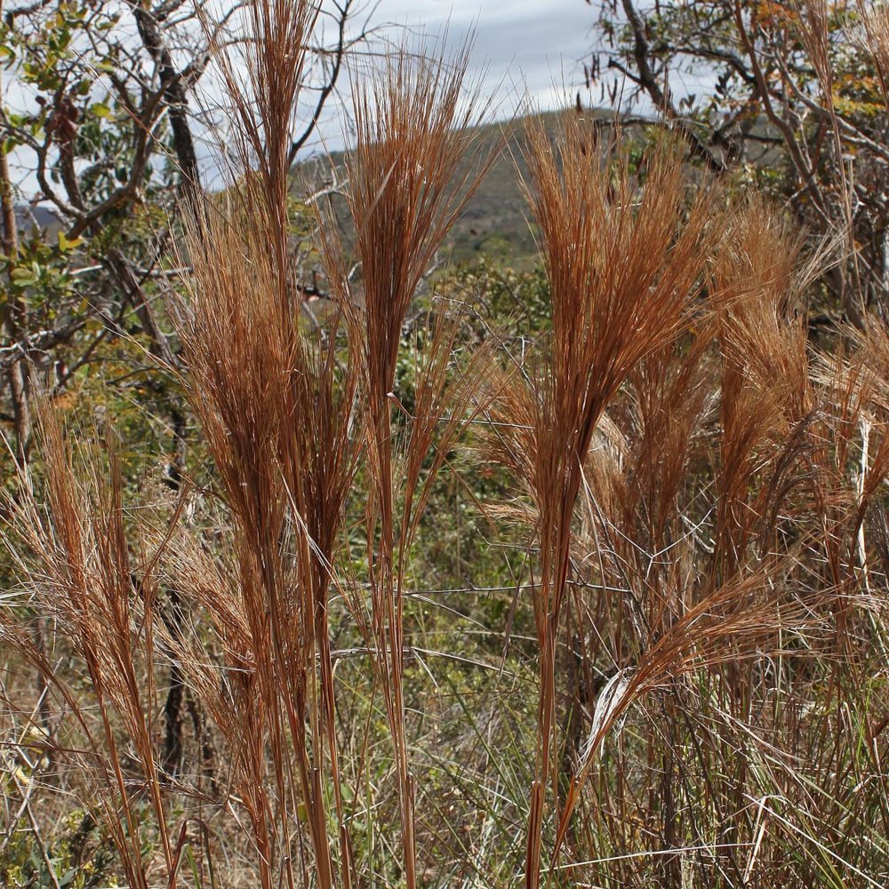 Andropogon bicornis L. – Capim-vassoura