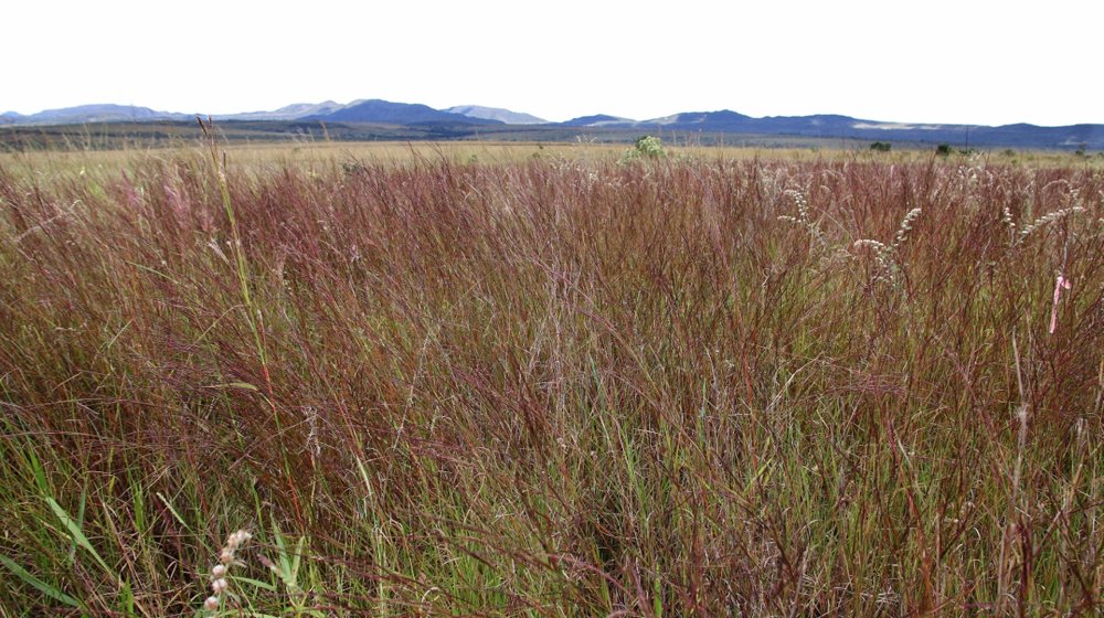 Schizachyrium sanguineum (Retz.) Alston – Capim-roxo