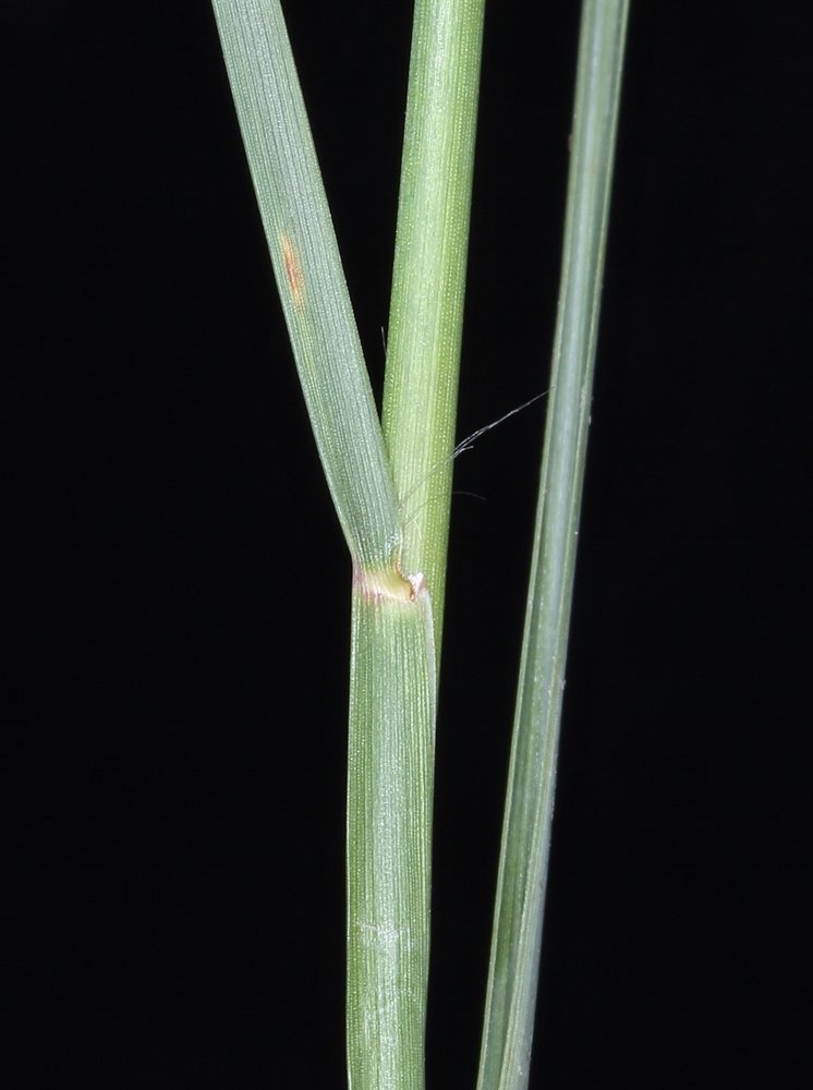 Schizachyrium sanguineum (Retz.) Alston – Capim-roxo