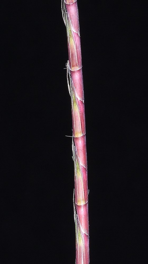 Schizachyrium sanguineum (Retz.) Alston – Capim-roxo
