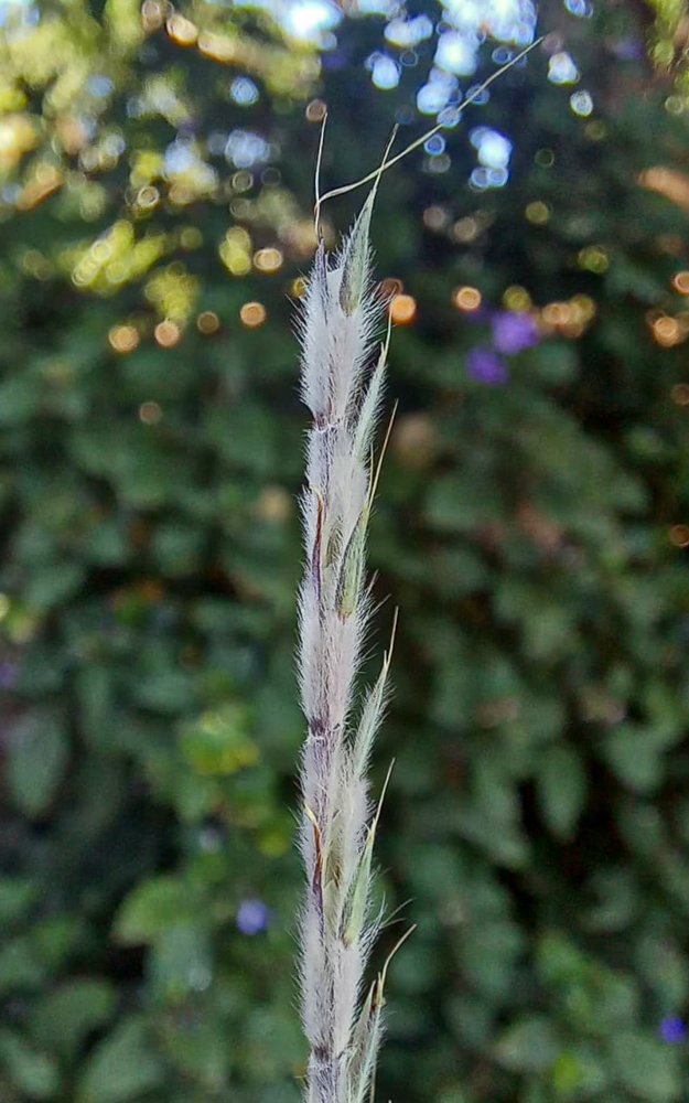 Schizachyrium sanguineum (Retz.) Alston – Capim-roxo