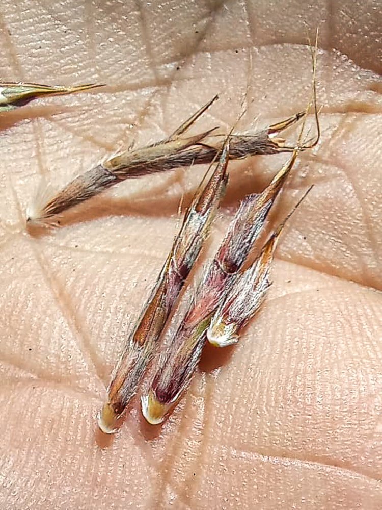 Schizachyrium sanguineum (Retz.) Alston – Capim-roxo
