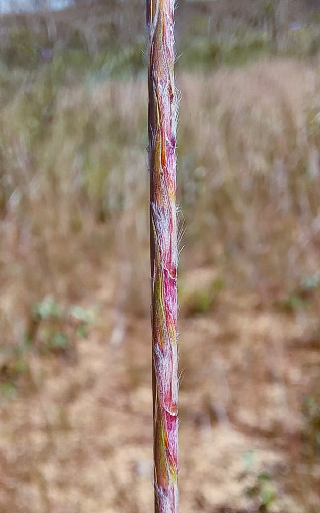 Schizachyrium sanguineum (Retz.) Alston – Capim-roxo