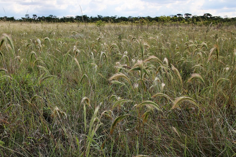 Aristida riparia Trin. – Capim-rabo-de-burro