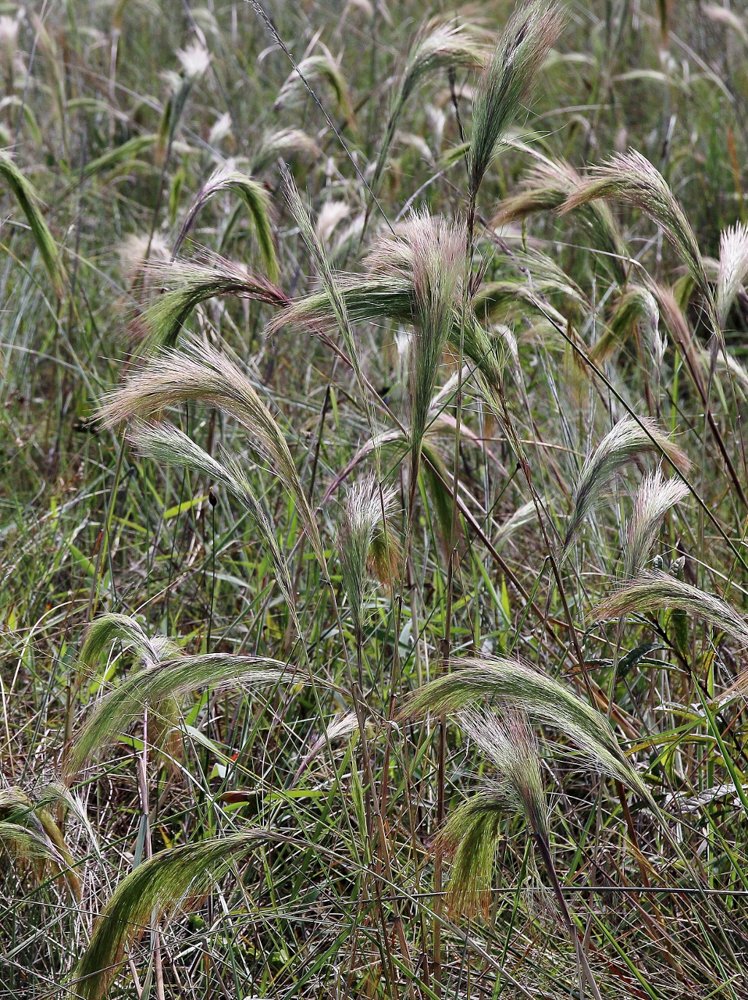 Aristida riparia Trin. – Capim-rabo-de-burro
