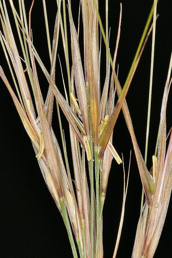 Aristida riparia Trin. – Capim-rabo-de-burro
