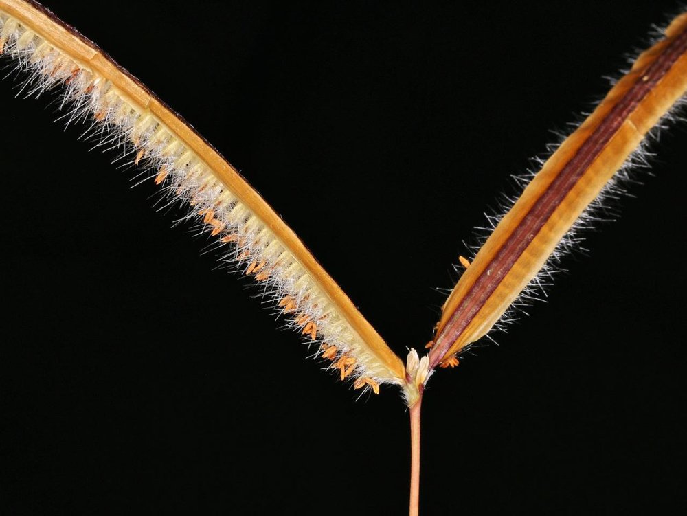 Paspalum stellatum Humb. & Bonpl. ex Flüggé – Capim-orelha-de-coelho