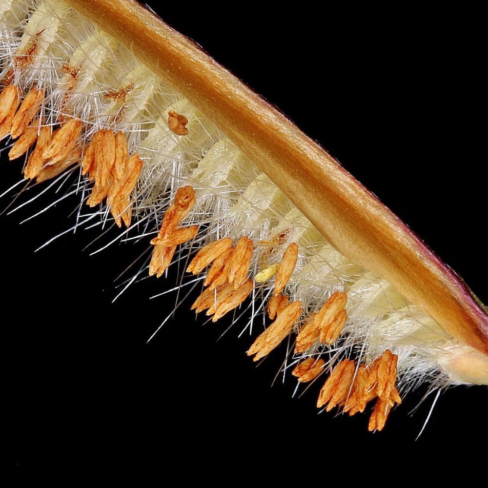 Paspalum stellatum Humb. & Bonpl. ex Flüggé – Capim-orelha-de-coelho